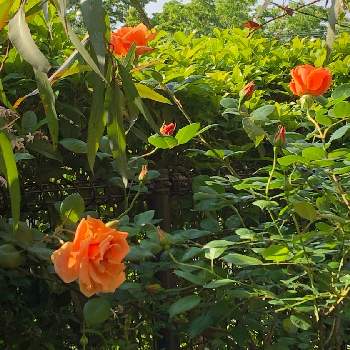 今朝の庭の画像 by ぽぬさん | 小さな庭と春の庭とこんな時こそ花をと♡ロイヤルサンセット♡と今朝の庭と花のある暮らし