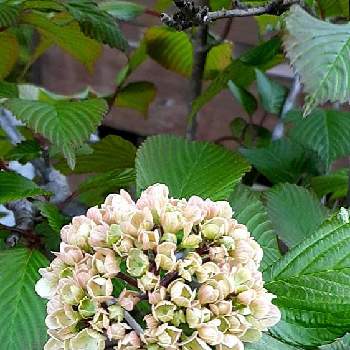 大手毬の花の投稿画像一覧 Greensnap グリーンスナップ