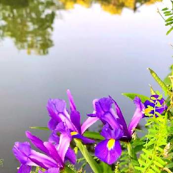 アイリスの花の画像 by みいちゃんさん | オランダアヤメ ・ダッチアイリスとダッチアイリスの花とアイリスの花とアイリス♡と水辺の風景