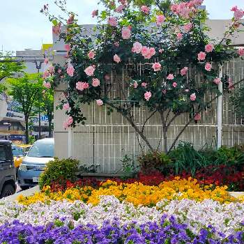 川崎駅前通りの画像 by とりさん | 寄植え花壇と川崎駅前通り