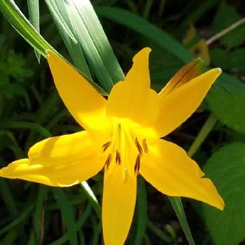 禅庭花 ゼンテイカ の投稿画像一覧 Greensnap グリーンスナップ 禅庭花 ゼンテイカ の投稿画像一覧 Greensnap グリーンスナップ