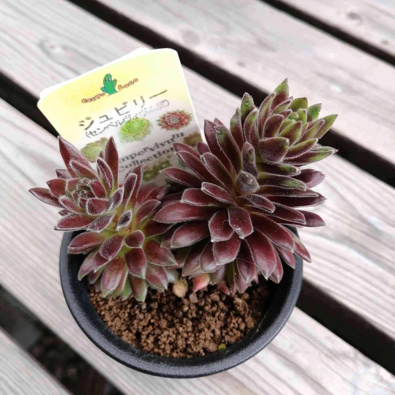 花が咲きそうなセンペルビウム｜🍀GreenSnap（グリーンスナップ）