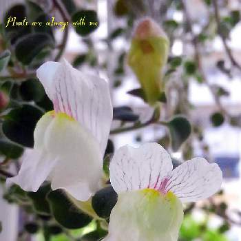 白い小花の画像 by *✿.吏禾.✿*さん | 宿根金魚草･アールグレイと木曜モフモフと꒰ღ˘◡˘ற꒱かわゅ~と花のある暮らしと白い小花と癒し…♡