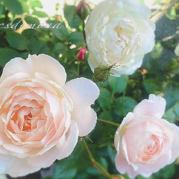 色が変化の画像 by あすなろさん | エクステリアと元気いっぱいと薔薇好きと薔薇　デズデモーナと蕾が沢山と美しいとまた咲いたと清楚な美しさと色が変化とお花のある生活と白バラと上品な美しさ♡とお花で癒される
