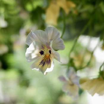 ビオラ　レディの画像 by ほほさん | 小さな庭とビオラ　レディと楽しい時間と私の癒し♡と花を愛でるとガーデニング好き
