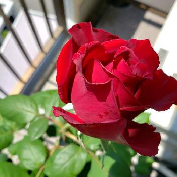 黒赤薔薇の投稿画像一覧 Greensnap グリーンスナップ
