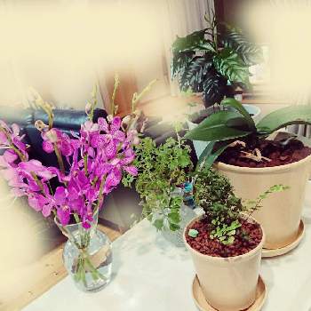 胡蝶蘭（こちょうらん）の画像 by マリカフェさん | キッチンと胡蝶蘭（こちょうらん）とモカラとコーヒーの木とアジアンタムとグリーンのある暮らしと植物のある暮らしと植物のあるキッチン