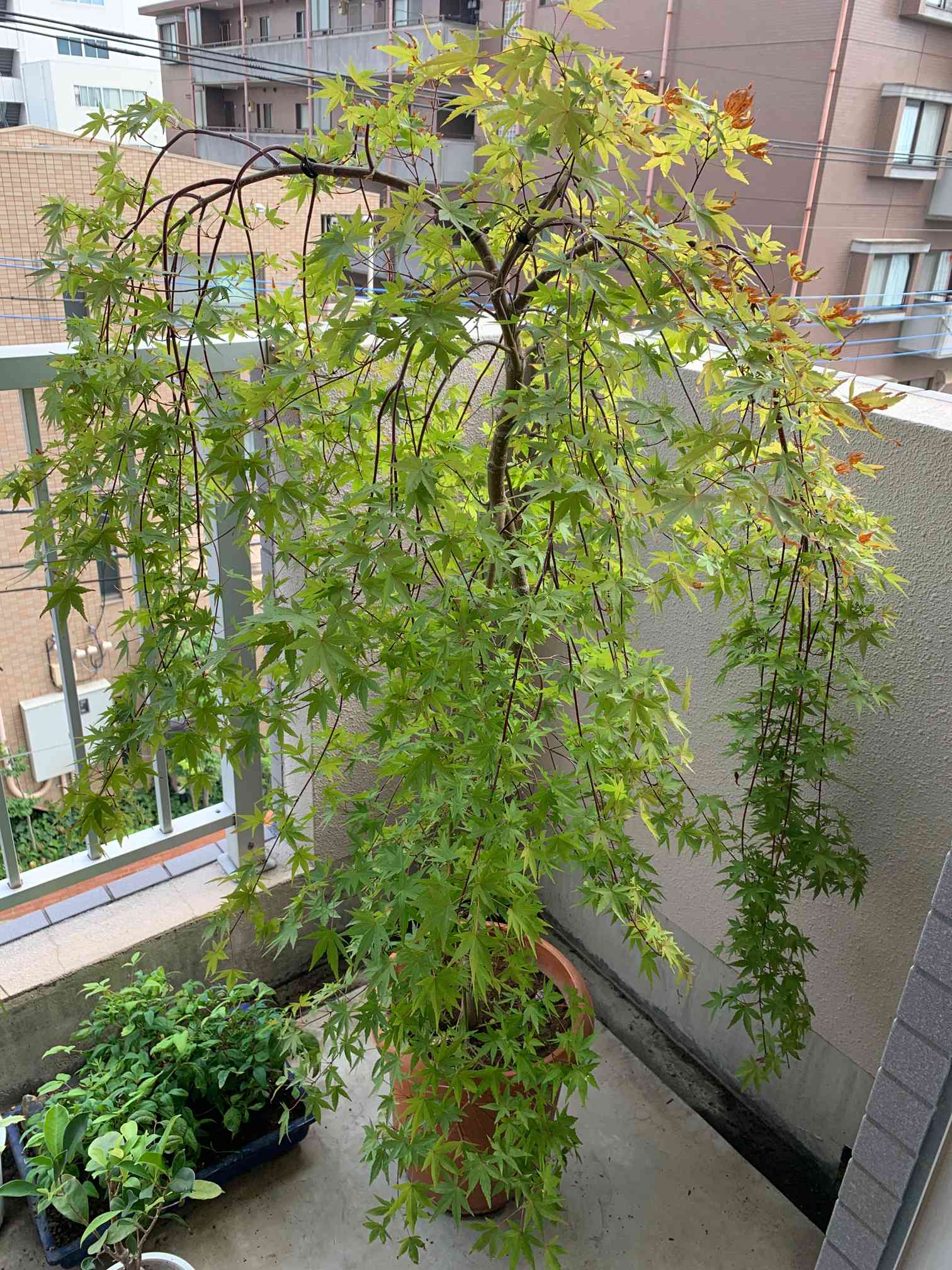 モミジ　流泉　/154 モミジ流泉/154