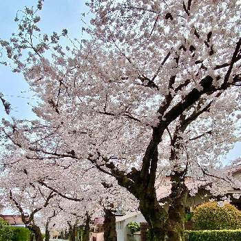 和の花の画像 by Kay_Tama-gsk さん | アプローチと 桜並木とカラフルとピンクの花と満開♪とピンク色と日本の春と桜フォトコン2022と向日市と和の花と乙訓と西向日駅周辺