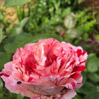 薔薇 センチメンタルの画像 by ダンボ、サリー、シンバさん | 広い庭と薔薇 センチメンタルと山野草と庭の木々と平和を願うとバラと夢CLUB