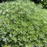 シルバーマウンドの一覧 Greensnap グリーンスナップ