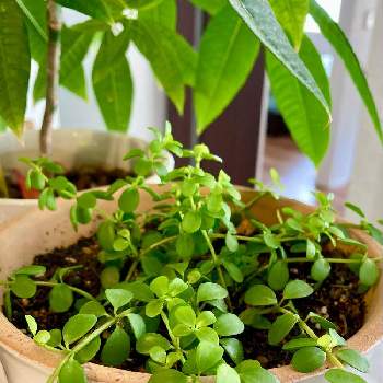 アロマペペ デピーナの投稿画像一覧 Greensnap グリーンスナップ