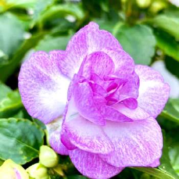 端午の節句の画像 by Rikiさん | インパチェンス フィエスタと八重咲きインパチェンス！とGSに感謝。と端午の節句と綺麗な花と素敵