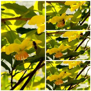 実がなる木の画像 by CHIKOさん | 小さな庭とミッキーマウスの木とオクナ・セルラタと実がなる木と花木とミッキーマウスの木✨とビタミンカラーと小さな花