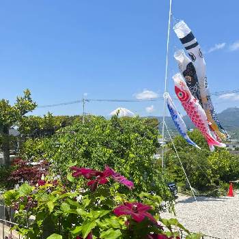  富士山の画像 by クッキーさん | 小さな庭とクレマチスと 富士山とえんじいろの花とクレマチス♬と小さな庭♡と花いろいろとガーデニングと花のある暮らし