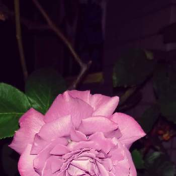 かおりのある花の画像 by yayaさん | お出かけ先と大輪の薔薇とご近所さんの庭先とかおりのある花