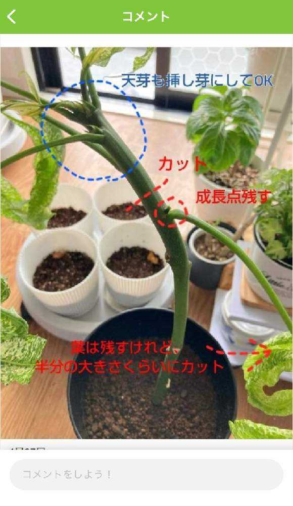 波瀾万丈】パキラミルキーウェイの記録｜🍀GreenSnap（グリーン