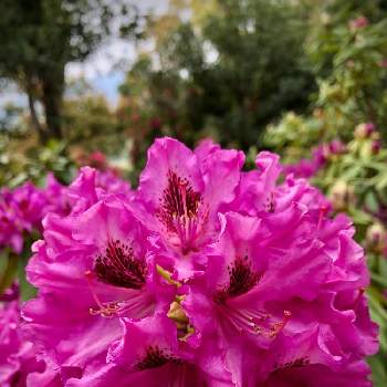 石楠花の画像 by サナさん | 石楠花とお出かけとレッドヒルヒーサーの森