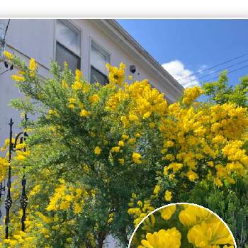 再会の画像 by まるこ❤️さん | お出かけ先とエニシダと散歩と黄色い花と樹木と再会