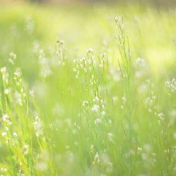 ミチタネツケバナの画像 by XLCRさん | お出かけ先とミチタネツケバナと野草と白い花と 野花と花を撮る暮らし