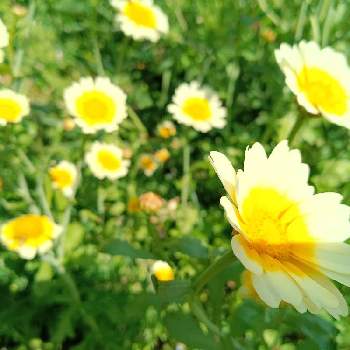 風と空との画像 by e.o611さん | 春菊とあじさい♡と笑顔になるわと風と空ととドしろーととGS日和とはるのお花♡♬と武器より花をとピンクワールドへ ようこそとやさいの花とNO WAR❗️と散歩 ✨✨✨とあかい花とおにわ