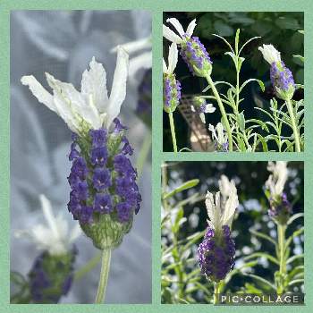 G,Sの皆さんに感謝の画像 by ユーリさん | バルコニー/ベランダとフレンチラベンダーとG,Sの皆さんに感謝と紫色の花と植物が好き♡と花に惹かれて癒されると花に癒される日々と白い耳のラベンダー