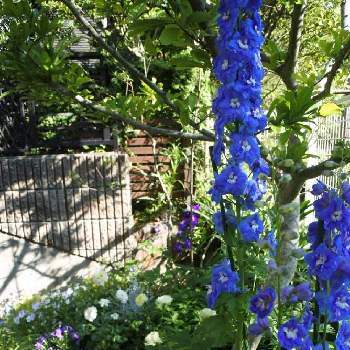 種から育てる！の画像 by nicoさん | 小さな庭とデルフィニウムと初夏の庭とむらさきの花と種から育てる！とガーデニングと青い花大好き