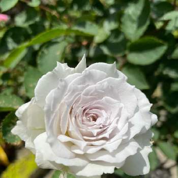 鉢植えの薔薇の画像 by たえさん | 小さな庭とガブリエルとばら バラ 薔薇とガブリエル バラと鉢植えの薔薇とバラと夢CLUBと美しいと河本ローズといい香りと薔薇♪と白バラとチーム愛知