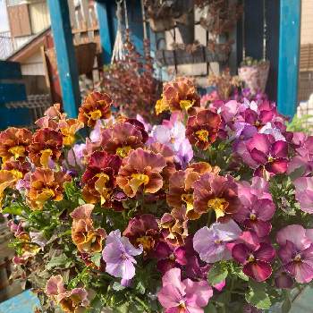 ビオラヌーヴェルヴァーグの画像 by rabeさん | 小さな庭とビオラとビオラヌーヴェルヴァーグと寄せ植えと柏市とお花が咲いたと紫の花とiPhone撮影