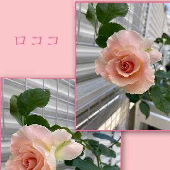 薔薇　ロココの画像 by アリス。さん | バラと大好きなあなたへ♥と薔薇　ロココとつるバラロココとこどもの日とバラと夢CLUB