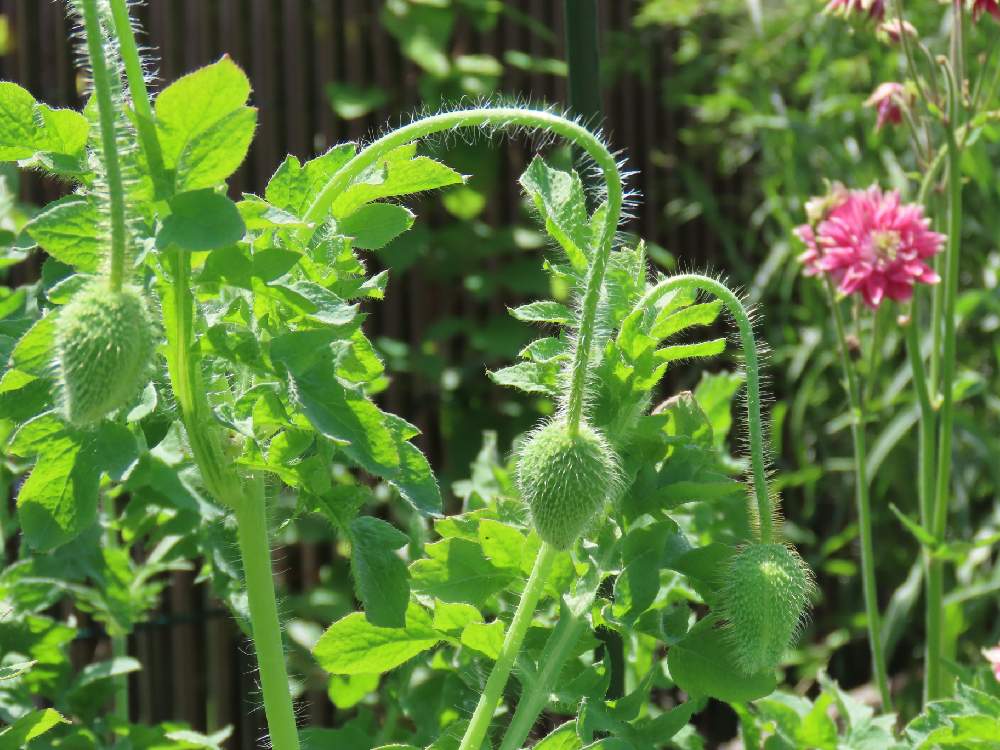 裏庭の投稿画像 By Mahosihoさん もふもふと木曜モフモフと花壇とつぼみと一年草と地植えとヒナゲシとヒナゲシ ラズベリー リップルと裏庭ともふもふと木曜モフモフと花壇とつぼみと一年草と地植え 22月5月5日 Greensnap グリーンスナップ Greensnap