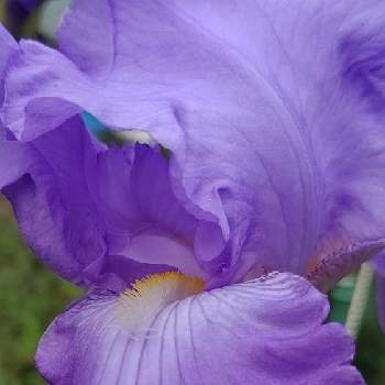 紫の原理の画像 by ❦THE HERMIT❦さん | お出かけ先とアヤメと光輝く花と蕊蕊蕊と刹那さとホワイトと癒されとマクロ撮りと紫の原理とイエローと本来の色と秘密のpicと大好きな花とシルエット❤︎とヒカリと風の中