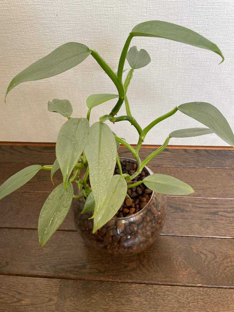 MY フィロデンドロン コレクション】※随時更新｜🍀GreenSnap