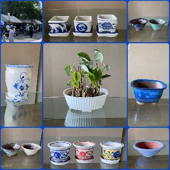 大阪城公園 植木市の投稿画像一覧 Greensnap グリーンスナップ