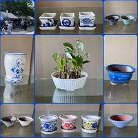 八つ頭,ヤツガシラ,盆栽鉢,ステキな鉢,水耕栽培の画像