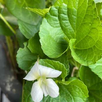 パッケージが利用可能 ニオイスミレと越の淡雪のリース Siddharthindustries Co In