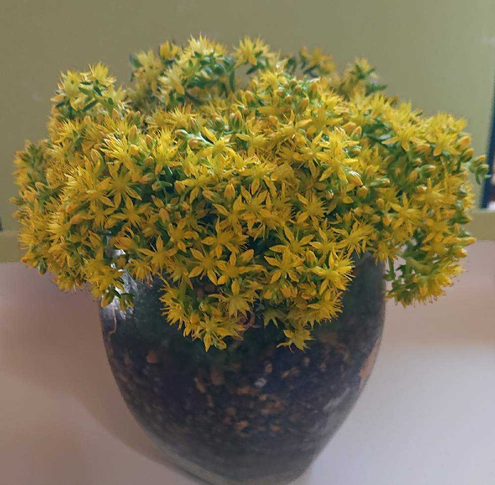 多肉植物のお花図鑑｜🍀GreenSnap（グリーンスナップ）