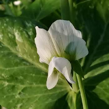 えんどう豆の花の投稿画像一覧 Greensnap グリーンスナップ えんどう豆の花の投稿画像一覧 Greensnap グリーンスナップ