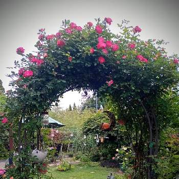つる薔薇春風の画像 by ひよたろさん | 猫と緑のある暮らしと花と緑のある暮らしと薔薇好きとつる薔薇春風と芝生の庭とわが家の庭