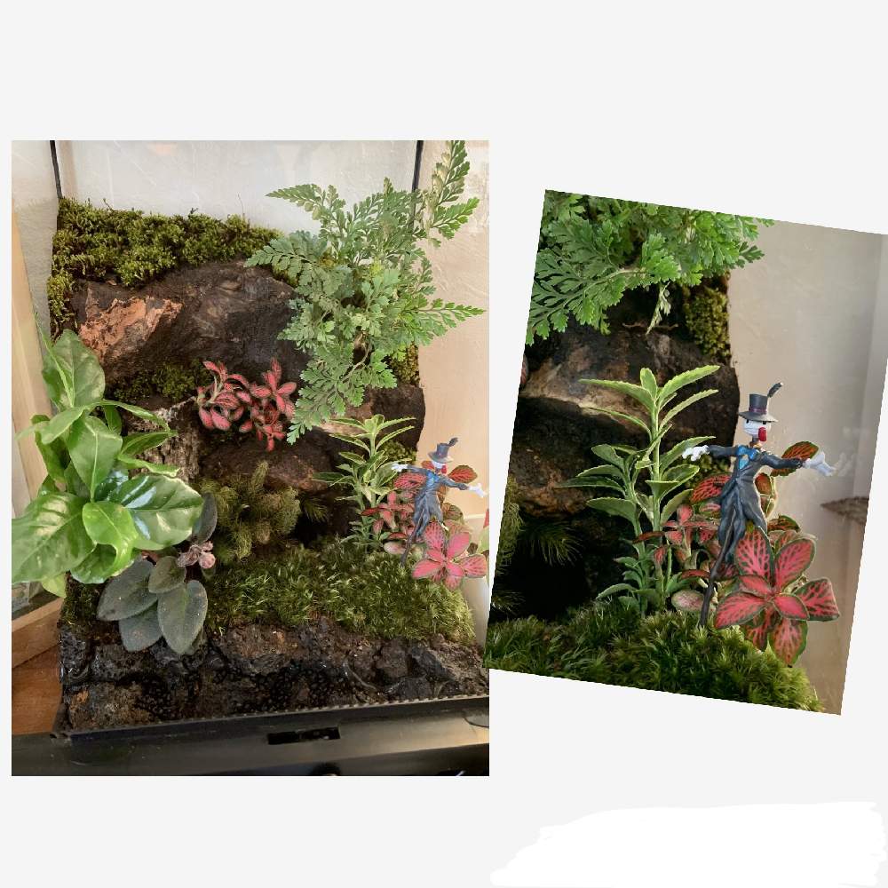自作イモリウム水槽 アクアテラリウム の投稿画像 By Bunさん 苔のテラリウムとジブリとアートとイモリウムとハウルの動く城と苔テラリウム とジブリとアートとイモリウムとハウルの動く城と苔テラリウム 22月5月5日 Greensnap グリーンスナップ Greensnap