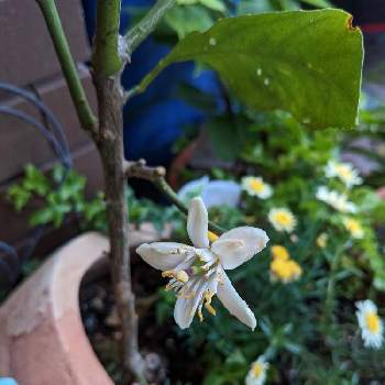 レモンの花の画像 by eveさん | 玄関とれもんとレモンの木とレモンの花