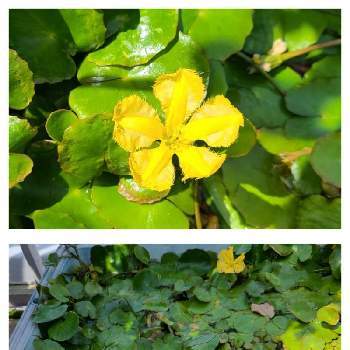メダカの水槽の画像 by チョビ君さん | アサザと屋上ガーデンとアサザの花とメダカの水槽とおうち園芸と黄色の花と水草