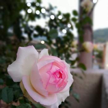 癒やしのコーナーの画像 by クラゲさんさん | バルコニー/ベランダとピエールドゥロンサールとばら バラ 薔薇とベランダからの景色とバラ・ピエールドゥロンサールとおうち園芸と毎年咲くと癒やしのコーナー
