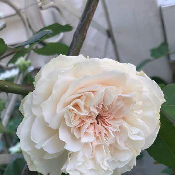 ホワイトガーデンの画像 by Megumiさん | 小さな庭とバラ、薔薇、ばらとソンブロイユとバラ無農薬とばら バラ 薔薇とシェードガーデンと日陰でバラとナチュラルガーデンと暮らしに花をと無農薬バラ栽培とコンテナガーデンとホワイトガーデンとガーデニングと花のある暮らしと日陰の庭とバラ・ミニバラと白バラとロザリアンと薔薇のある暮らし