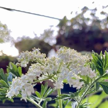 エルダーフラワー,白色の花,あたしんち,ハーブ,レンプクソウ科の画像