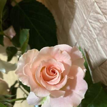 薔薇　ロココの画像 by アリス。さん | バラとつるバラロココとバラと夢CLUBと薔薇　ロココと大好きなあなたへ♥