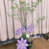 枝もの,グリーンのある暮らし,ドウダンツツジ✨,部屋の画像