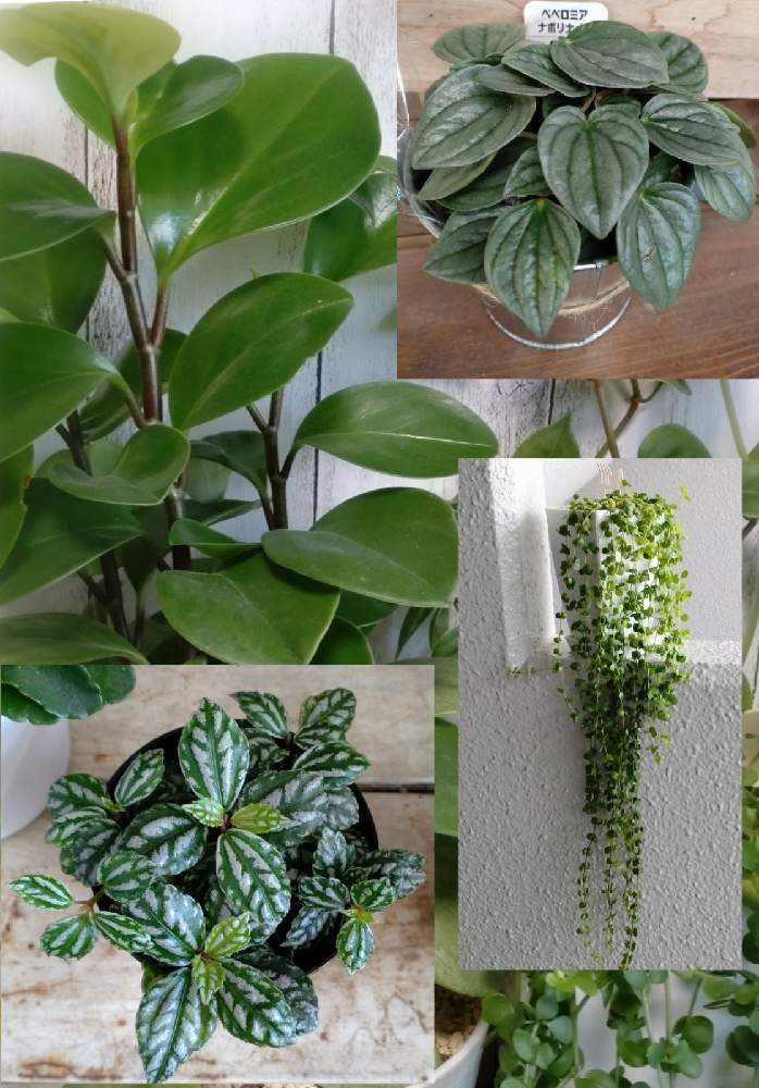 ペペロミアイザベラの投稿画像 By すみれさん ペペロミア ナポリナイツとピレアとペペロミアとペペロミア オブツシフォリア と観葉植物と植物のある暮らしと観葉植物好きと放置栽培 と今日のお花と素敵な色とみどりと可愛いと綺麗な色 と花のある暮らしとgreen Loveと