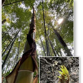 孟宗竹の画像 by macocoさん | 孟宗竹とタケノコと竹林とタケノコ掘り