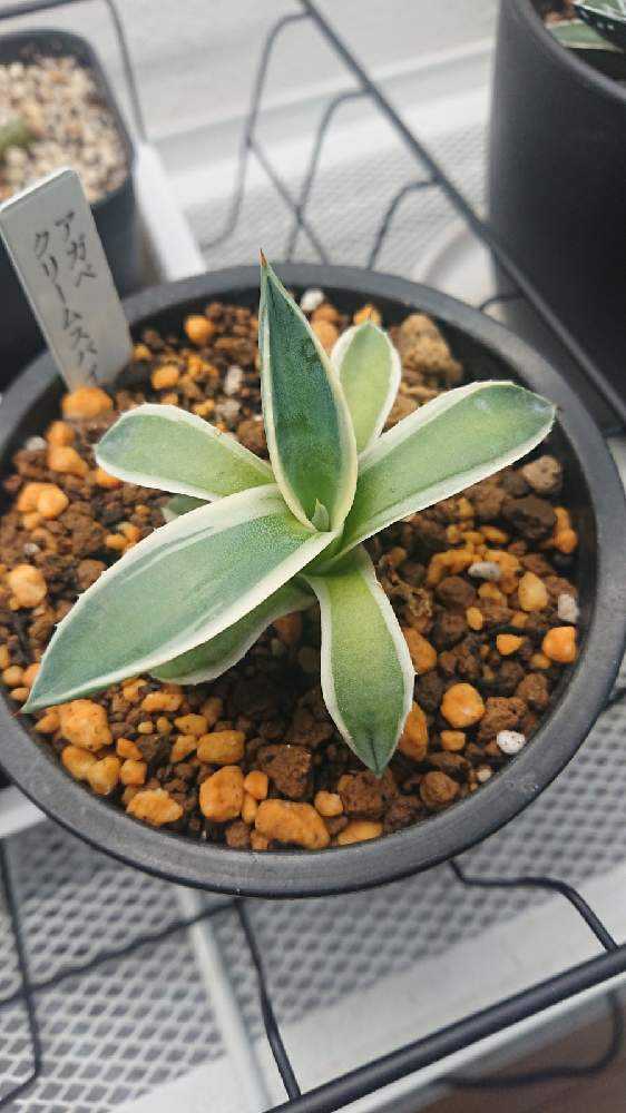 Agave applanata 'Cream Spike' アガベ クリームスパイク成長